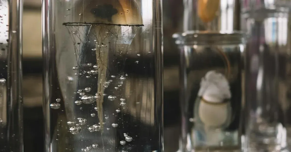 Jellyfish suspended in clear scientific vials within a laboratory setting, representing research into their unique sleep patterns and the ancient mystery of rest.