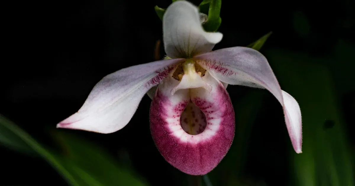 Aerial view of a vast solar panel array in a green field, symbolizing the transition to renewable energy and the critical need for eco-friendly rare earth extraction methods.