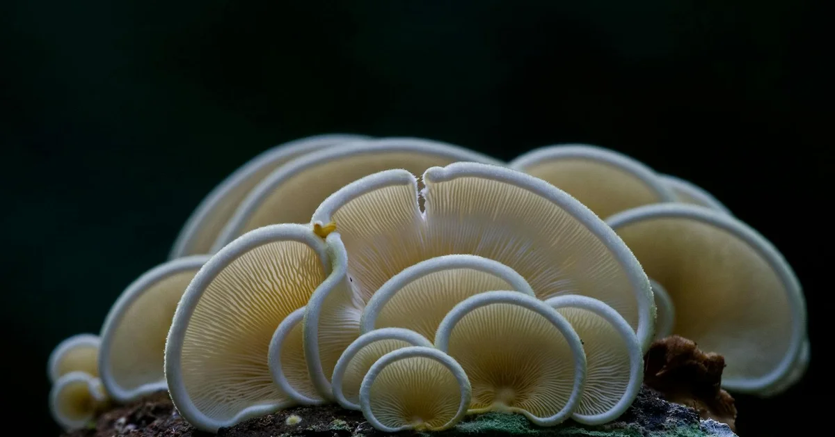 Chernobyl Fungus Eats Radiation, Could Shield Space Travel