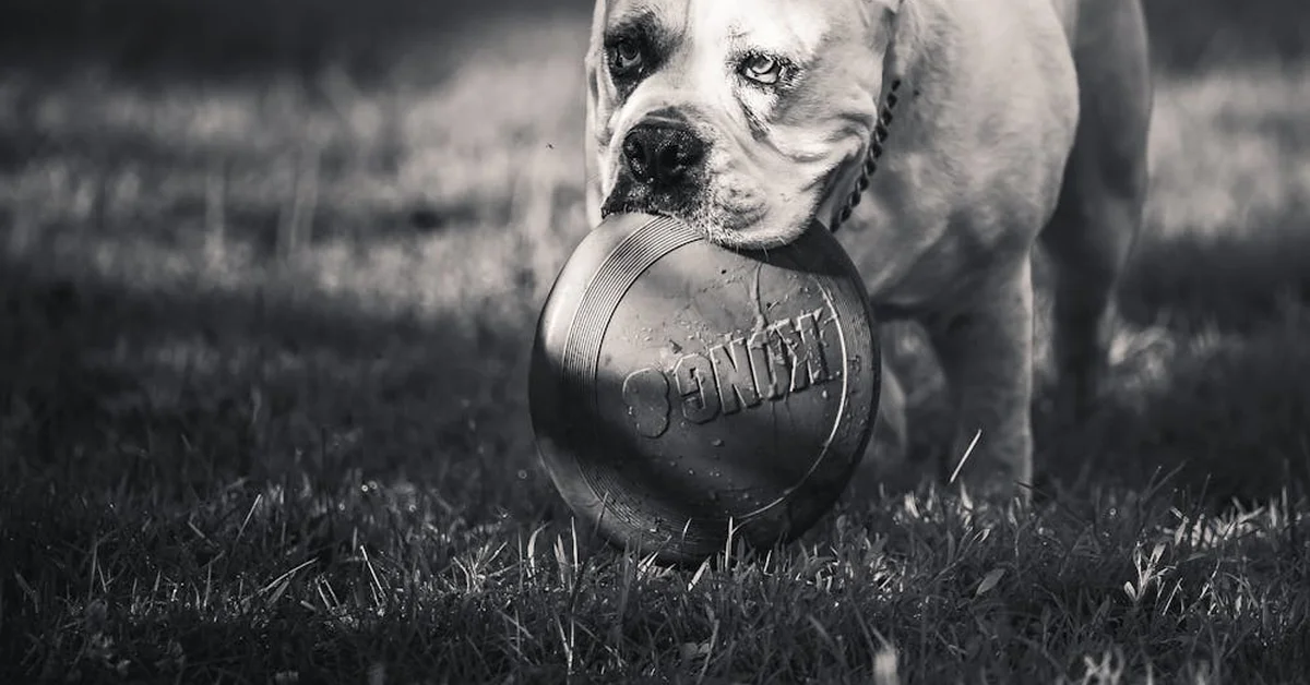 Dogs Can Get Addicted to Toys, Study Shows