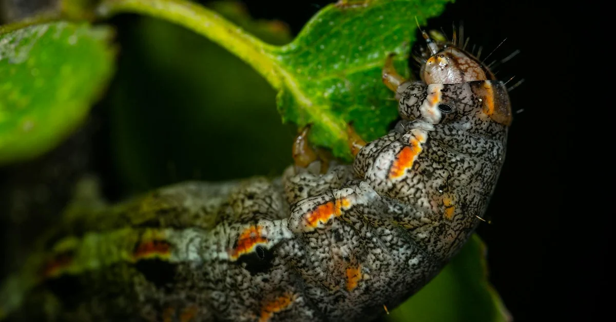 Ancient Flying Reptiles Ate Plants, Not Just Meat